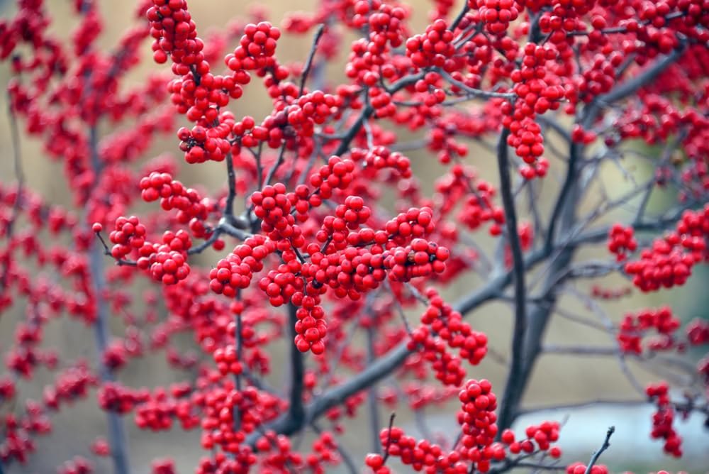 Winterberry Bush Seedlings for Planting - Stunning Red Berries