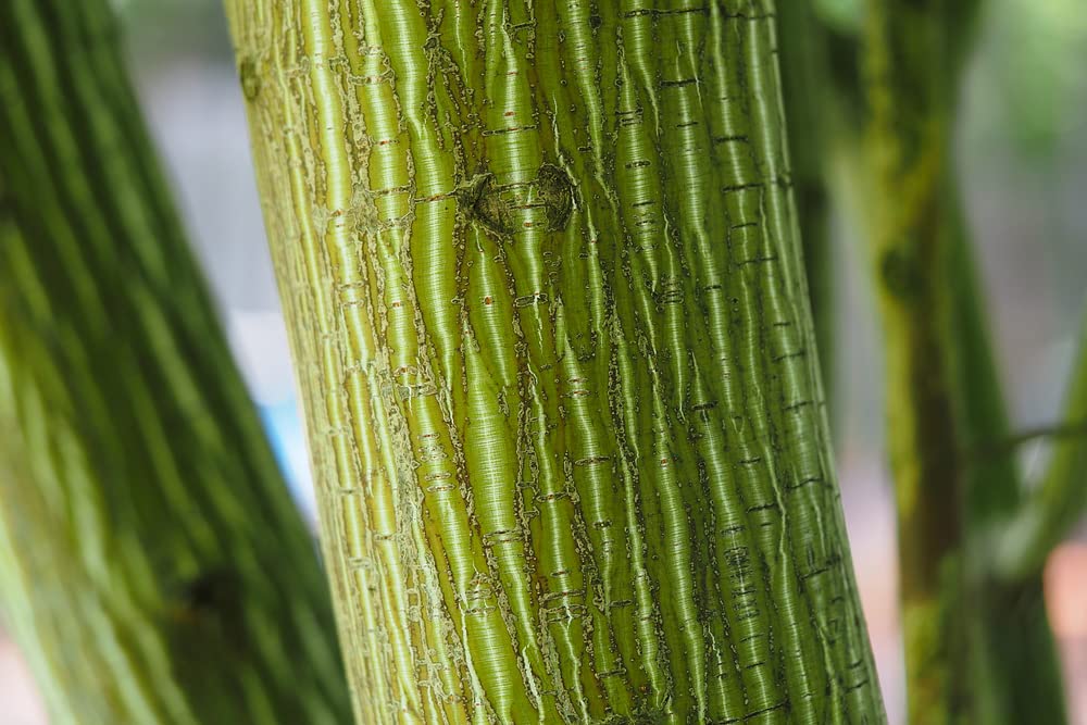 Snake Bark Maple Tree Seeds for Planting (30 Seeds) - Acer capillipes
