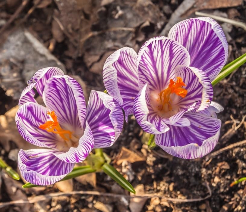 Striped Pickwick Crocus Bulbs for Planting - Easy to Grow Perennial Flowers for Garden or Landscape or Indoors