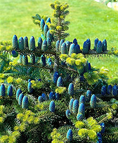 Korean Fir Tree Seeds - 20 Seeds - Prized Blue Cones - Ships from Iowa.