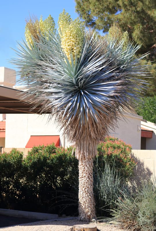 Blue Yucca Tree Seeds for Planting (10 Seeds) - Yucca rigida