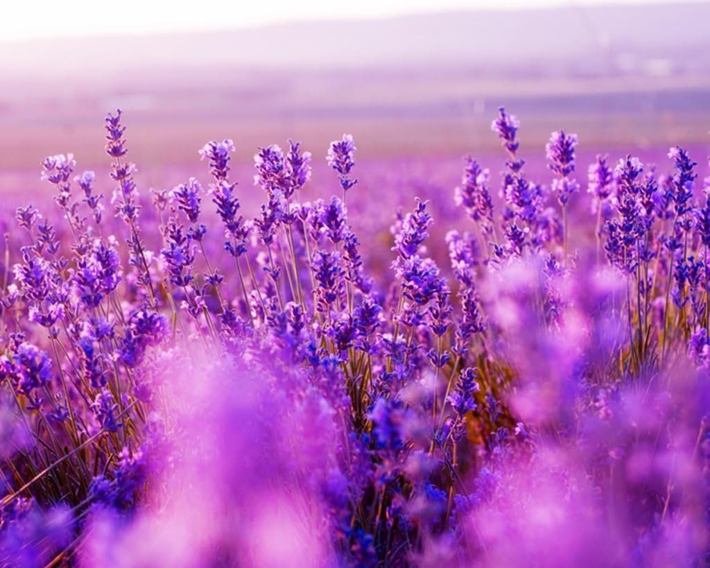 2,000 Lavender Seeds for Planting - Grow a Stunning Patch of Lavender