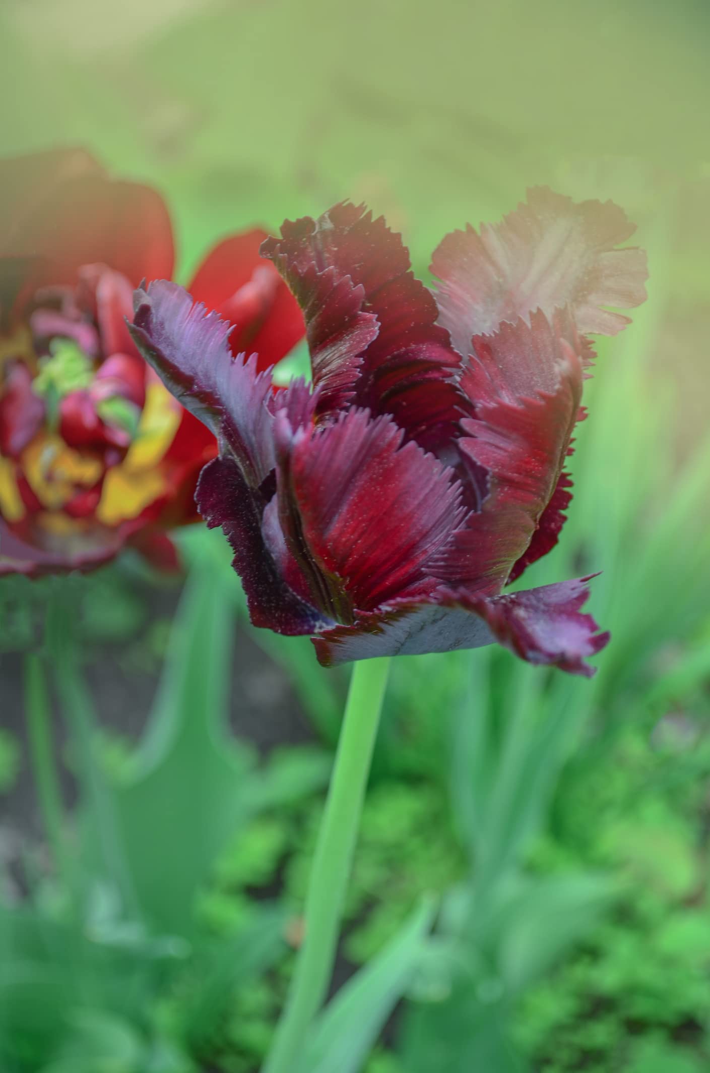 10 Vincent Van Gogh Tulip Bulbs - 10 Fresh Bulbs to Grow - Ships from Iowa, USA