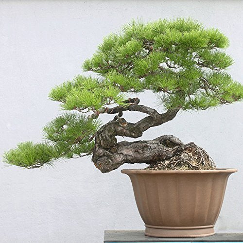 . Japanese Black Pine 20 seeds Pinus thunbergii Bonsai Ornamental. Bonsai Seed evergreen bonsai
