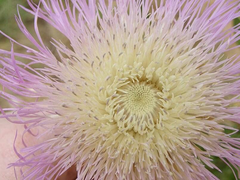 Sweet Sultan Thistle Plant Seeds (100 Seeds) - Centaurea Americana, American Star-Thistle, Basket-Flower