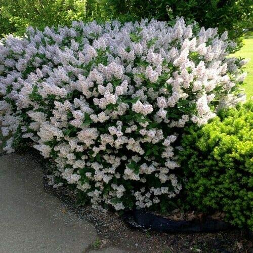 Korean Early Lilac Bush Seeds (Syringa Oblata) tyn3sw (20+ Seeds)
