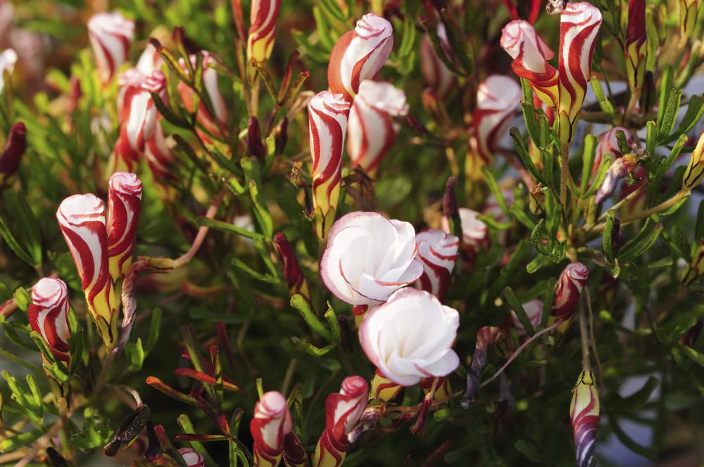 Candy Cane Sorrel Bulbs for Planting - Oxalis versicolor - Candy Cane Oxalis