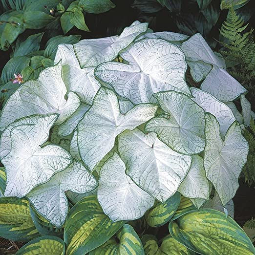 Fancy Caladium Bulbs for Planting (2 Bulbs) - Easy & Fast Growing Indoor or Outdoor Plants
