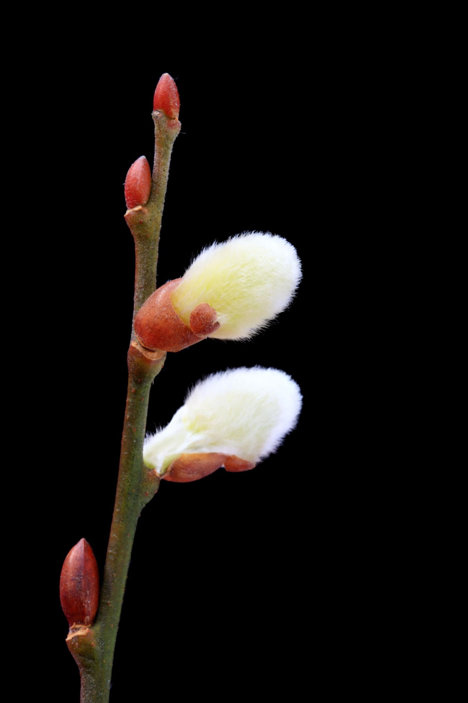 Pussy Willow Tree Cuttings to Plant - Grow Stunning Catskin Willow Trees