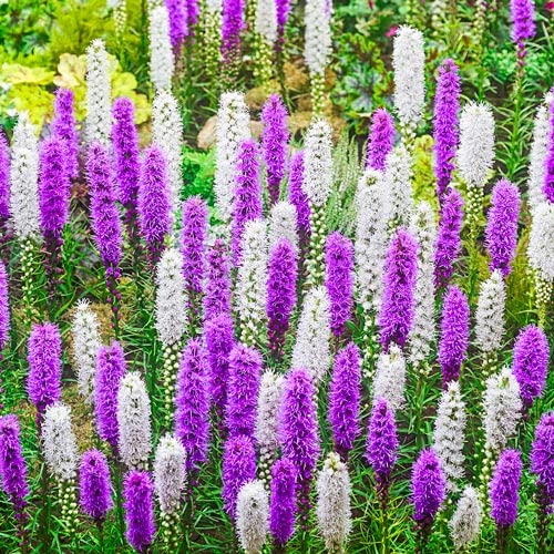 Mixed Liatris Blazing Star Bulbs - Purple and White Mixed Flowers -