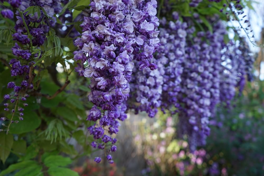 Purple Wisteria Seedlings for Planting - Live Tree Seedling to Grow - Wisteria sinensis - No Ship to California