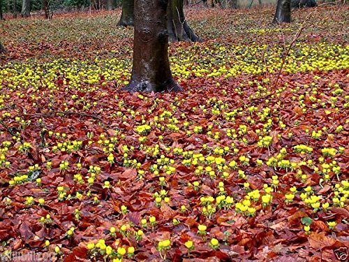 WINTER ACONITE BULBS, ERANTHIS HYEMALIS,Butter-cup like flowers,Low Growing ! (10 Bulbs)