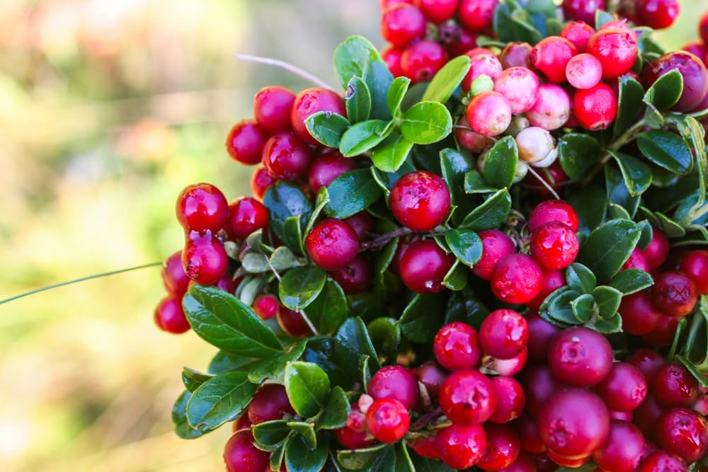Highbush Cranberry Bush Seedlings for Planting - No Ship to California