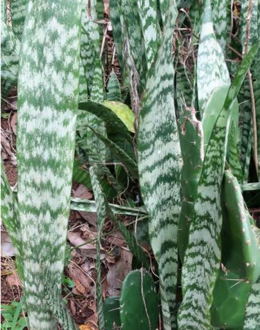 Somali Hemp Plant Seeds for Growing (20 Seeds) - Dracaena hyacinthoides - Great Indoor Plant, Beautiful Stripes Looks Like Snake Plant