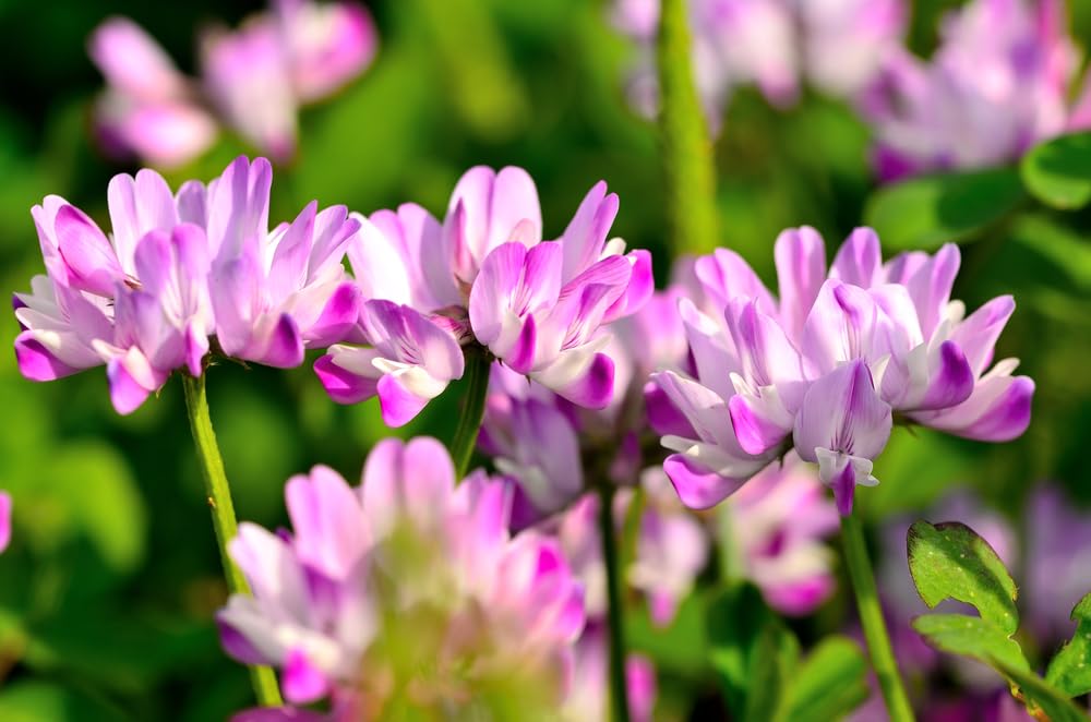 500 Chinese Milk Vetch Flower Seeds for Planting - Astragalus sinicus - Cover Crop, Green Manure