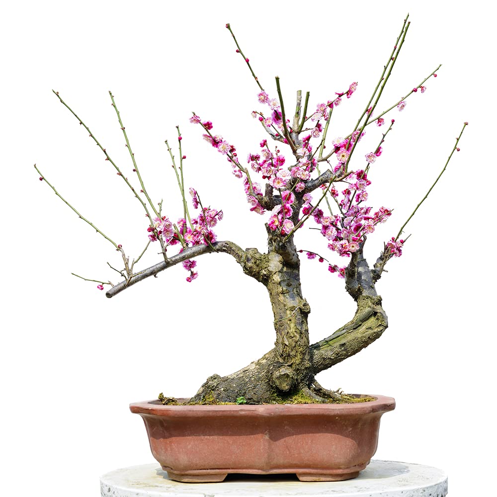 Flowering Plum Bonsai Tree Seeds | 10 Seeds of Prunus triloba | Flowering Tree Prized for Bonsai