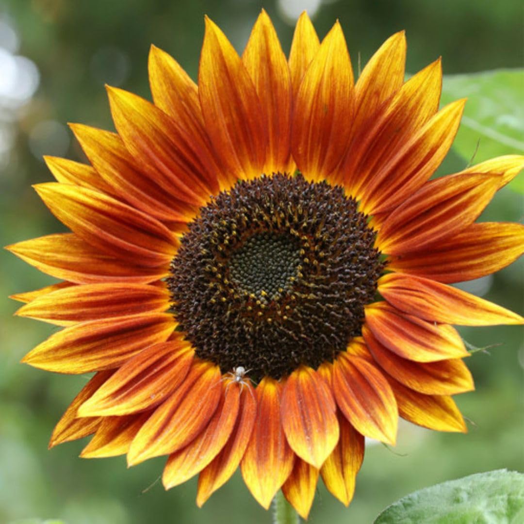 RattleFree Sunflower Seeds for Planting | Heirloom & Non-GMO | 50 Red Sun Sunflower Seeds to Plant in Home Gardens | Full Planting Instructions on Each Planting Packet
