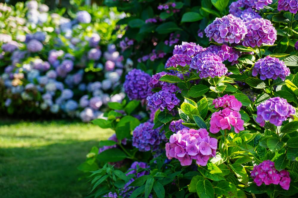 Hydrangea Flower Seeds, Mixed Color (30+ Seeds) - Easy to Grow, Large Colorful Blooms, Indoor/Outdoor Flower Bush Plant Seeds