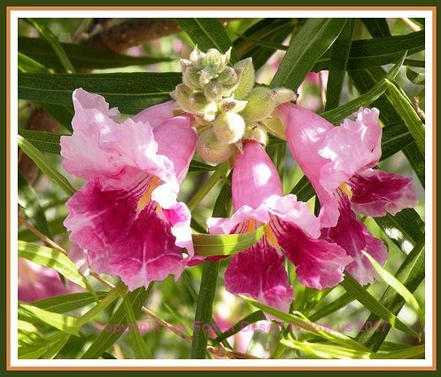 50 Desert Willow Tree Seeds, Chilopsis Linearis