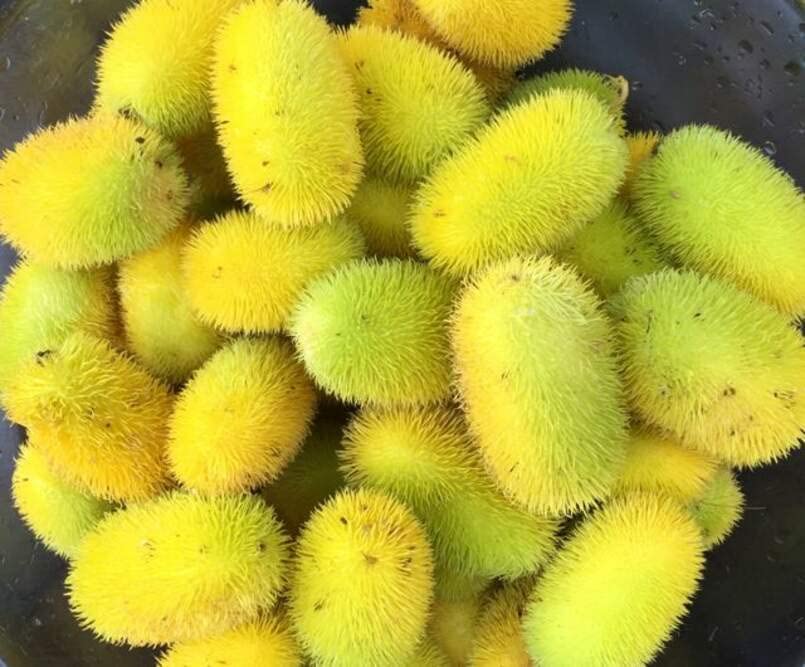 Hedgehog Gourd Seeds for Planting (30 Seeds) - Cucumis dipsaceus