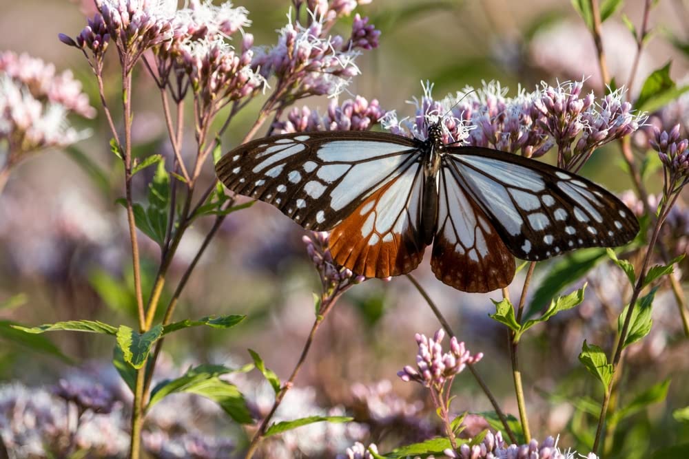 Thoroughwort Herb Seeds for Planting - Eupatorium perfoliatum -