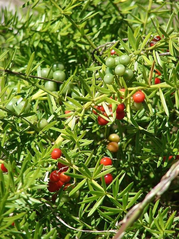 Emerald Fern Seeds for Planting (6 Seeds) - Foxtail Fern, Asparagus sprengeri