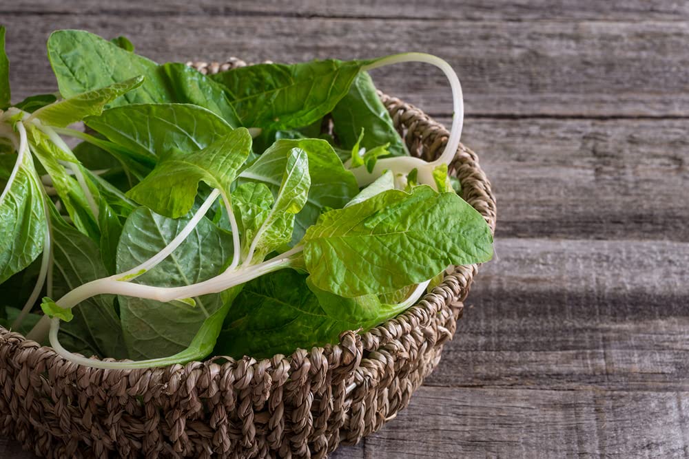 Green Chinese Spinach Seeds for Planting - 100+ Seeds - Ships from Iowa, USA. Very Healthy Edible Spinach