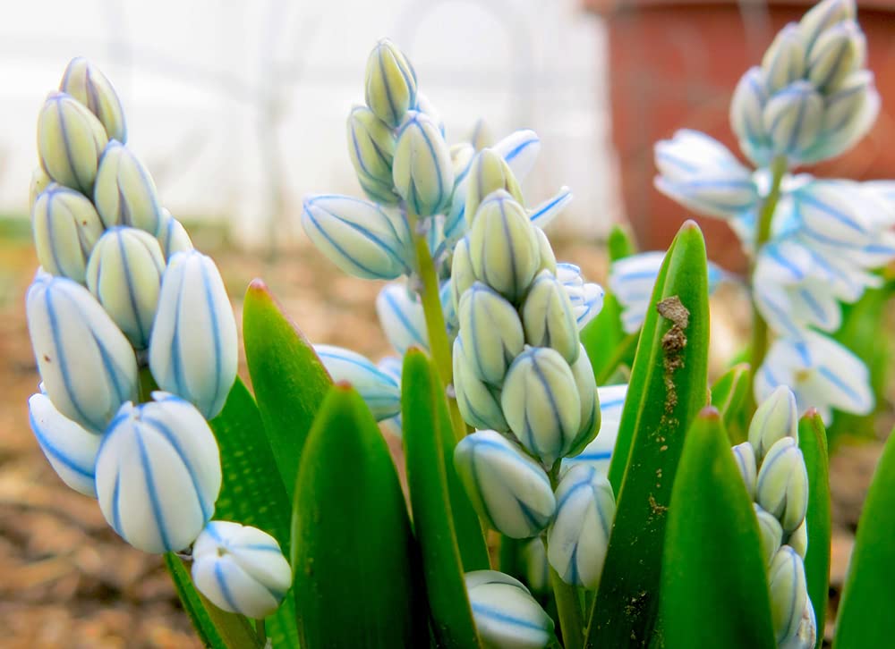 10 Fresh Striped Squill Bulbs for Planting - Easy to Grow Perennial Puschkinia Bulbs - Made in USA, Ships from Iowa - Scilla Bulbs