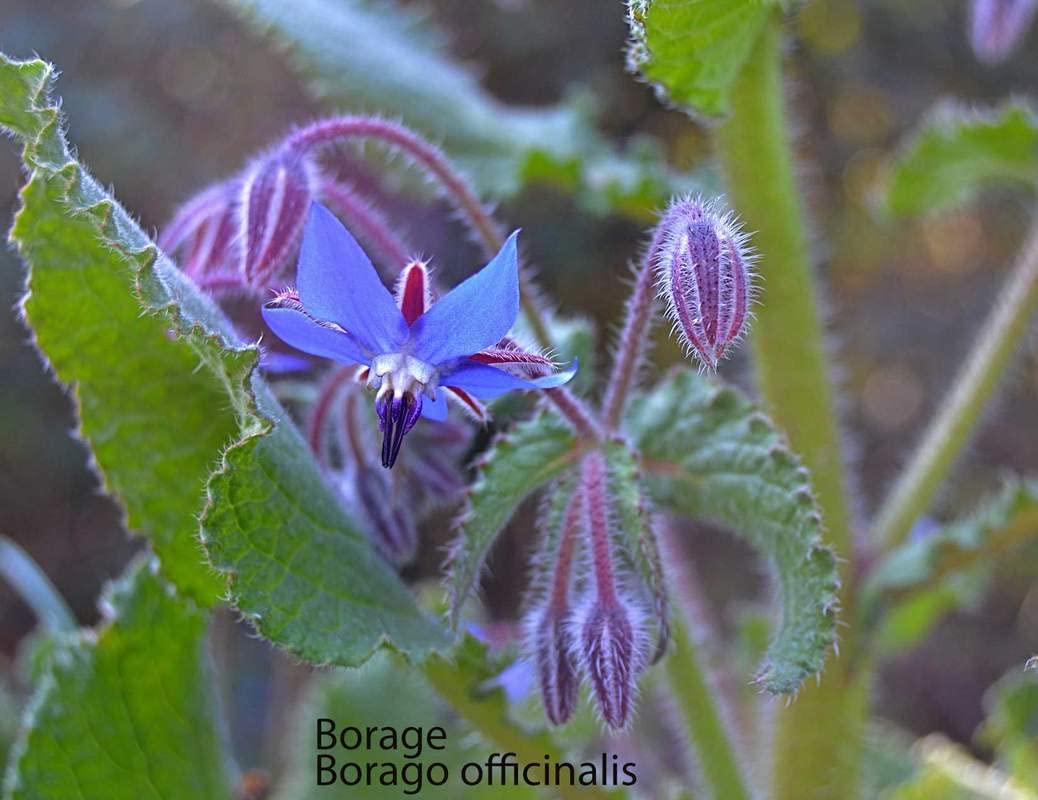200 Borage Seeds - Star Flower - Open Pollinated Non-GMO Wildflower Seeds - Borago officinalis