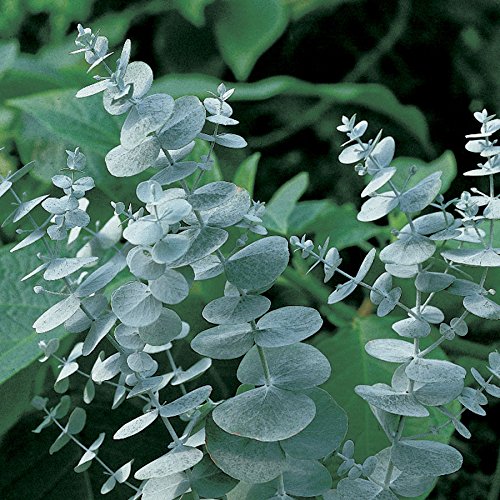 Eucalyptus Silver Dollar Seeds -Houseplant or Outdoor