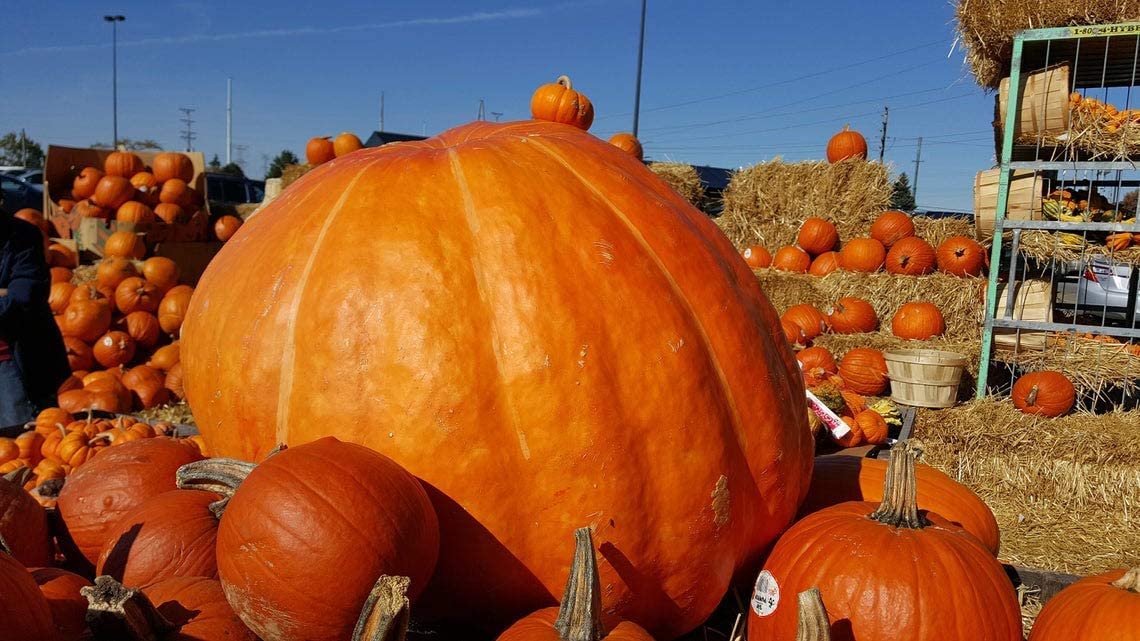 30 Atlantic Giant Pumpkin Seeds - Grow The Biggest Pumpkins on The Planet