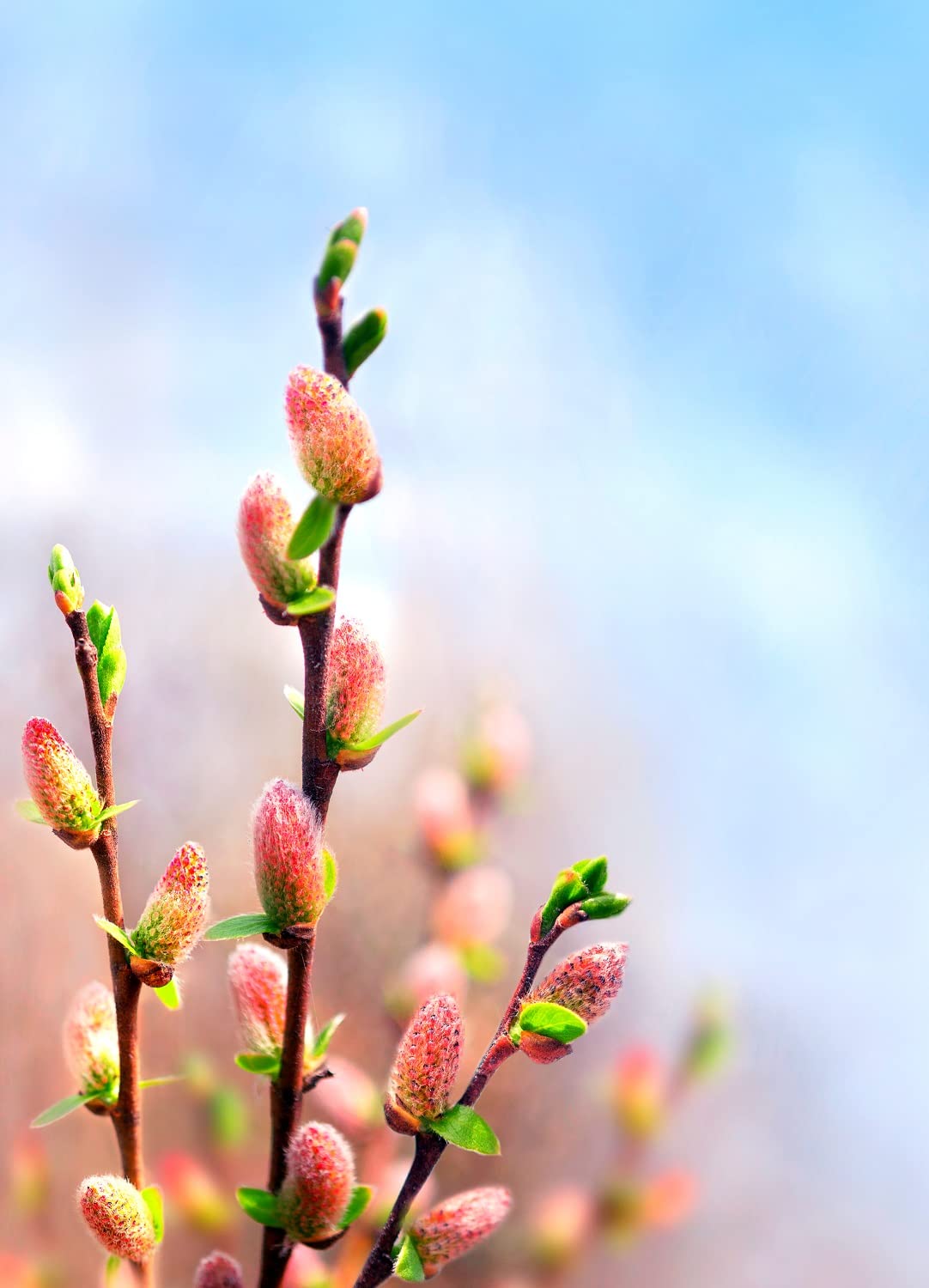 2 French Pink Pussy Willow Trees - Fresh Cuttings, Ready to Plant - Guaranteed to Grow - Ships from Iowa, USA