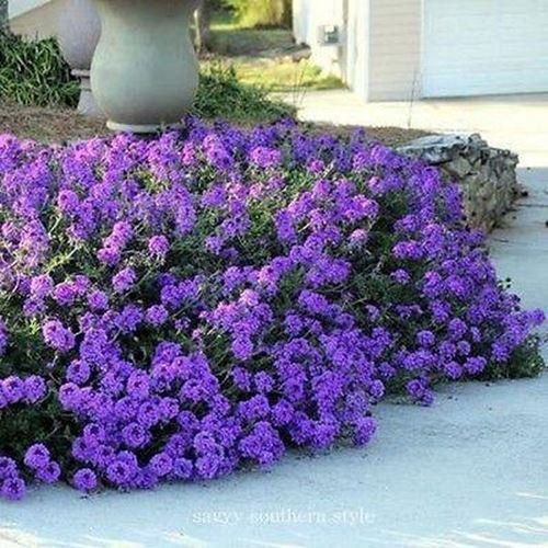 Moss Verbena Ground Cover Seeds (Verbena Tenuisecta) 200+Seeds