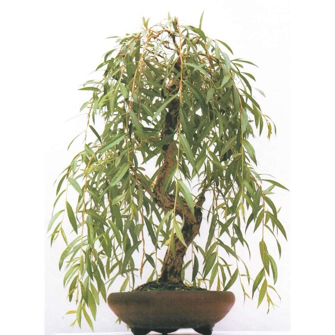 Anna's Weeping Willow Bonsai Tree Cutting - Very Attractive Gold Bark and Vibrant Green Leaves - Grow a Dwarf Weeping Willow Bonsai