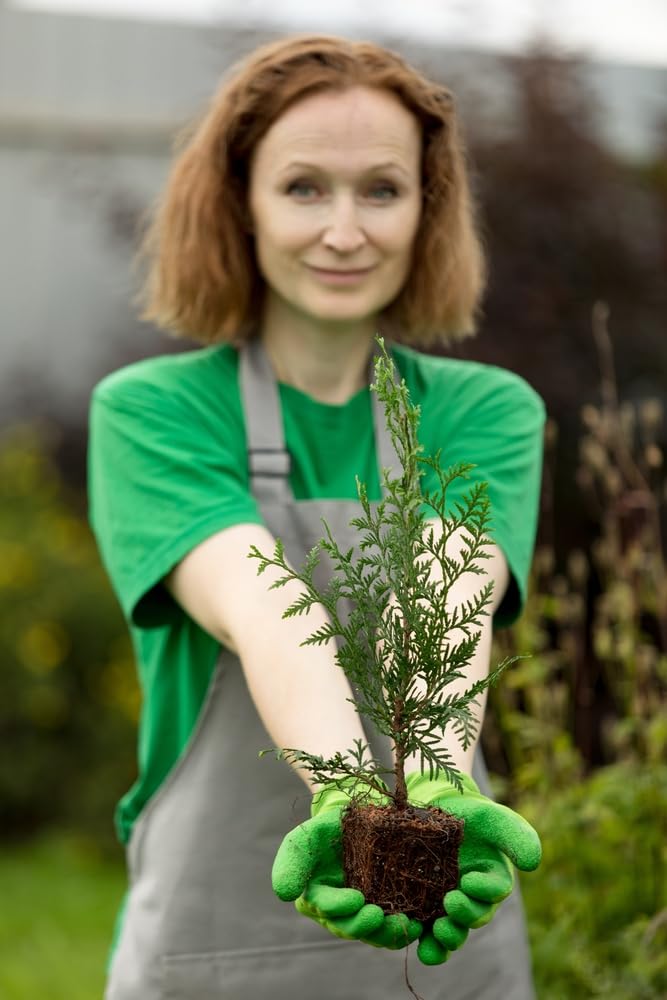 American Arborvitae Tree Seedlings - Giant Thuja Tree, Thuja Occidentalis - White Cedar Seeds for Planting - Swamp Eastern Thuja White Arborvitae