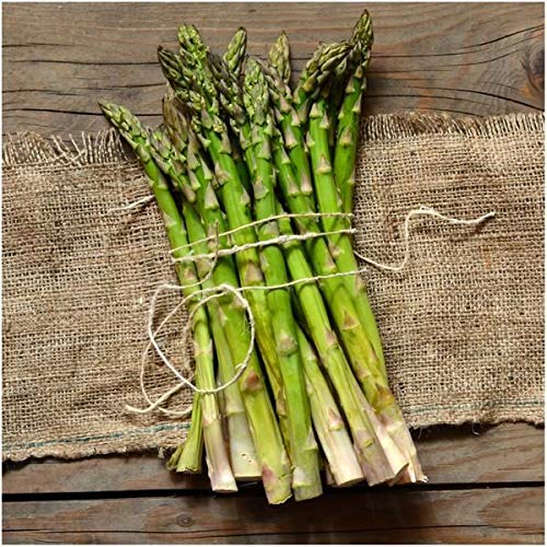 Mary Washington Asparagus Seeds | 100+ Seeds | Non-GMO | Fresh Garden Seeds for Planting
