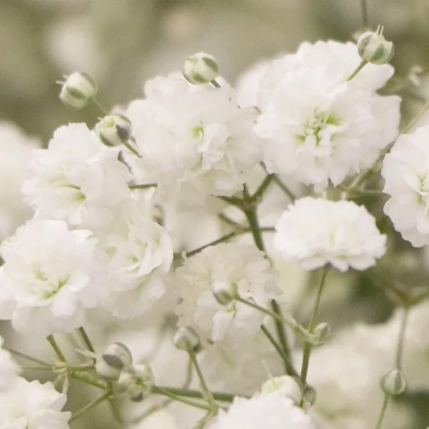 1,000 Babys Breath Seeds for Planting - Easy to Grow Annual Flowers