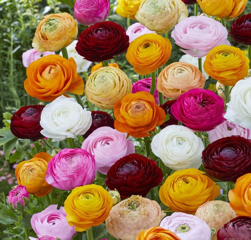 Mixed Color Ranunculus Bulbs for Planting - Easy to Grow