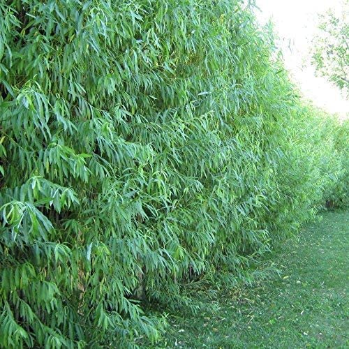 Hybrid Willow Tree Plants for Growing | Fast Privacy Hedge Row, Wind Block, Shade | Fast Growing - 12 Feet Per Year, Fast Growing Trees