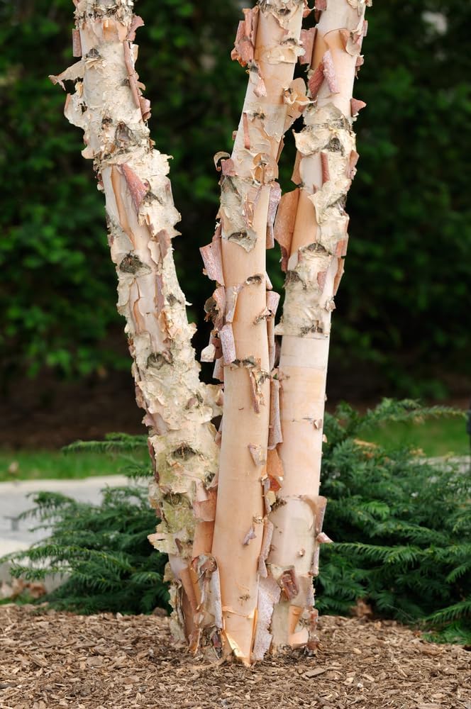 3 River Birch Trees for Planting | Live Tree Seedlings