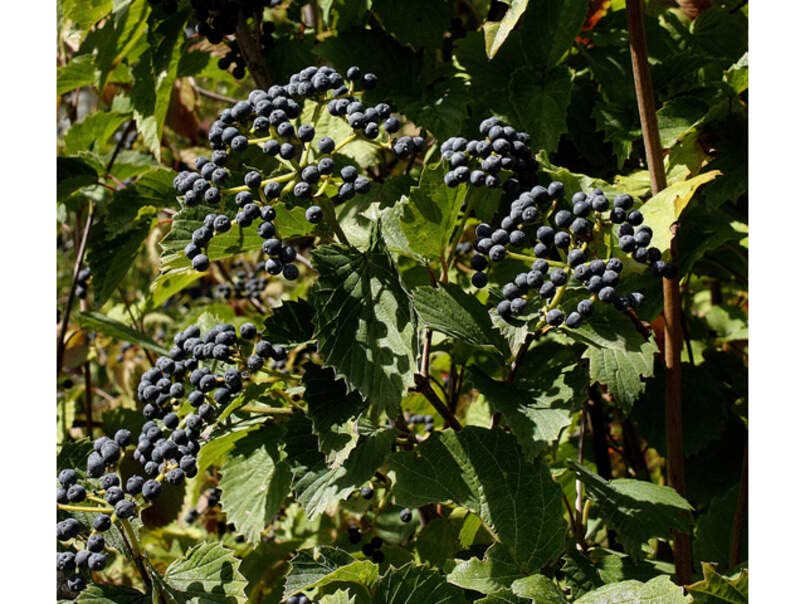 Arrowwood Bush Seeds for Planting (100 Seeds) - Blooming Hedge Row Bush - Viburnum dentatum