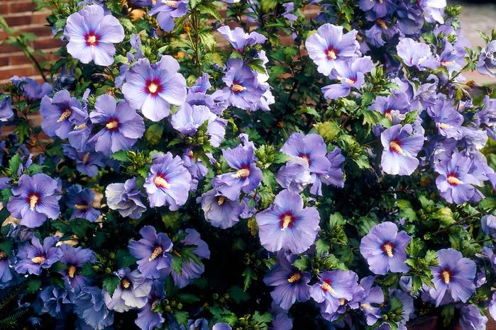 Rose of Sharon Bush Seedlings for Planting (Hibiscus syriacus) (2 Seedlings) - No Ship to California