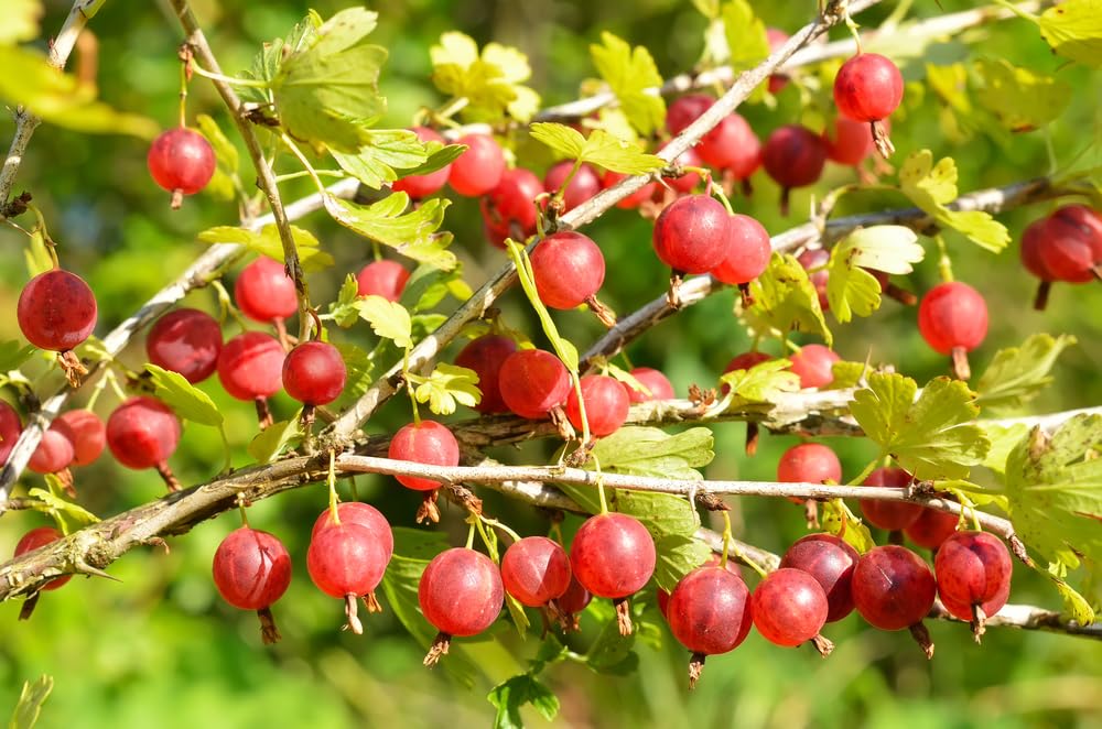 Red Gooseberry Seedlings for Planting - Grow Green Gooseberry Plants - Hinnomaki Gooseberry