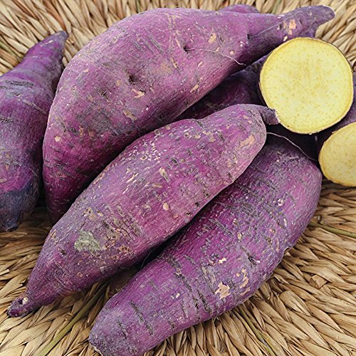 3 Sweet Potato Plants/Slips - Murasaki Purple,Japanese Sweet potato, Yellow Flesh