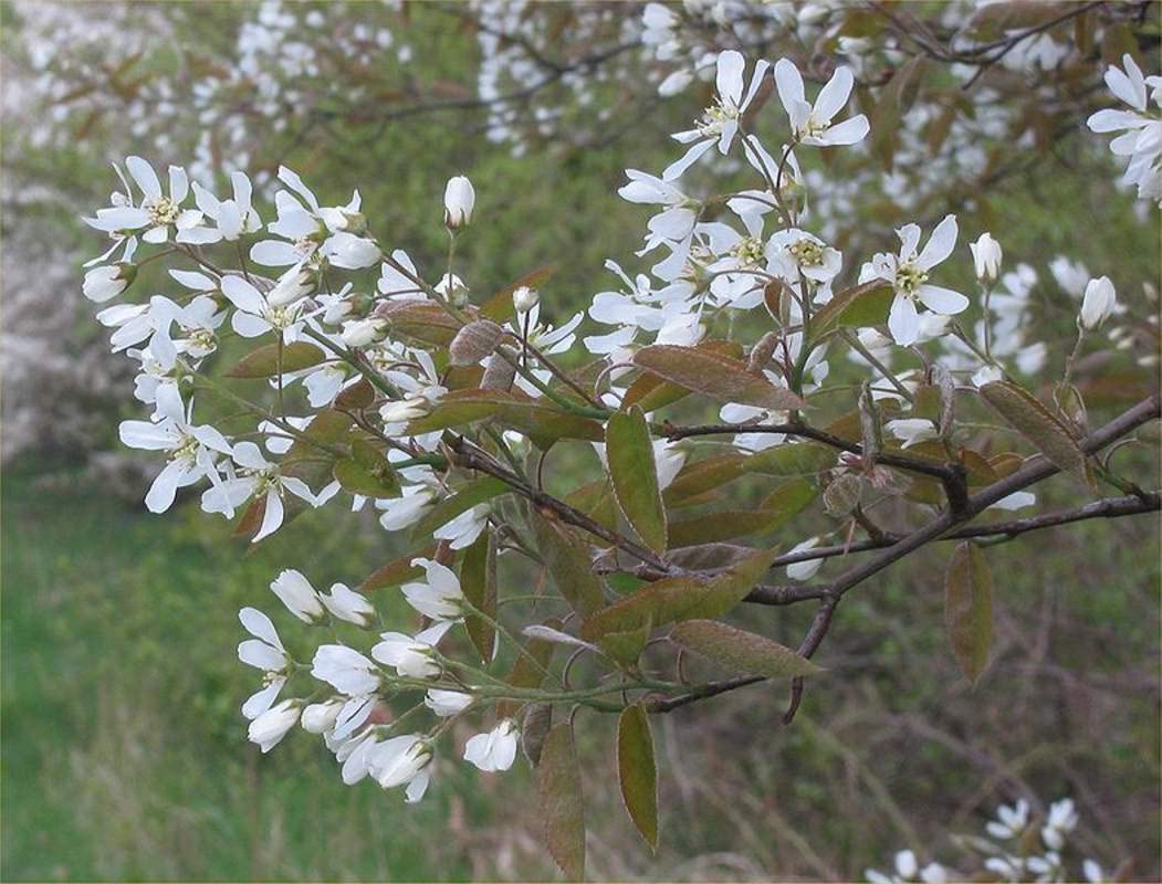 Juneberry Seeds for Planting - 30 Seeds - Amelanchier lamarckii