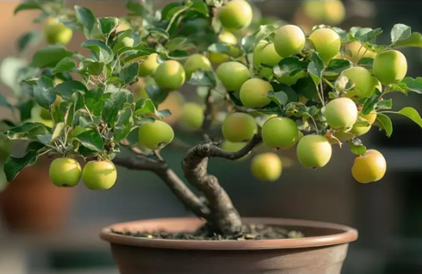 Crab Apple Bonsai Tree Seedling - 1 Year Old Well Rooted Seedling