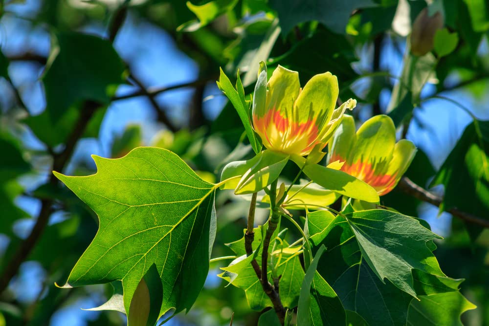 25 Tulip Poplar Seeds for Planting - Stunning Tulip Shaped Flowers - Fast Growing Tree