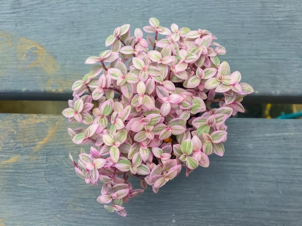 10 Pink Lady Succulent Plant Cuttings (Unrooted) - Callisia Repens - 4-6 Inches Long
