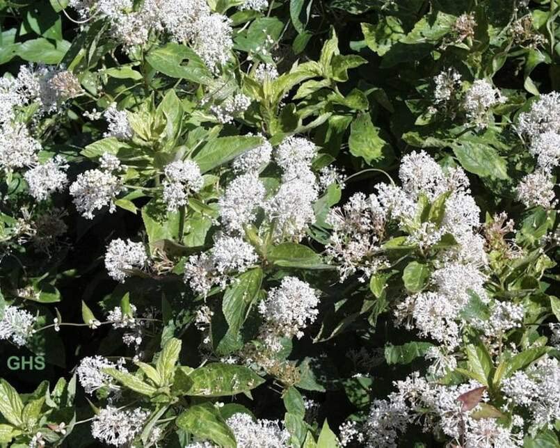 New Jersey Tea Seeds for Planting (50 Seeds) - Blooming Shrub