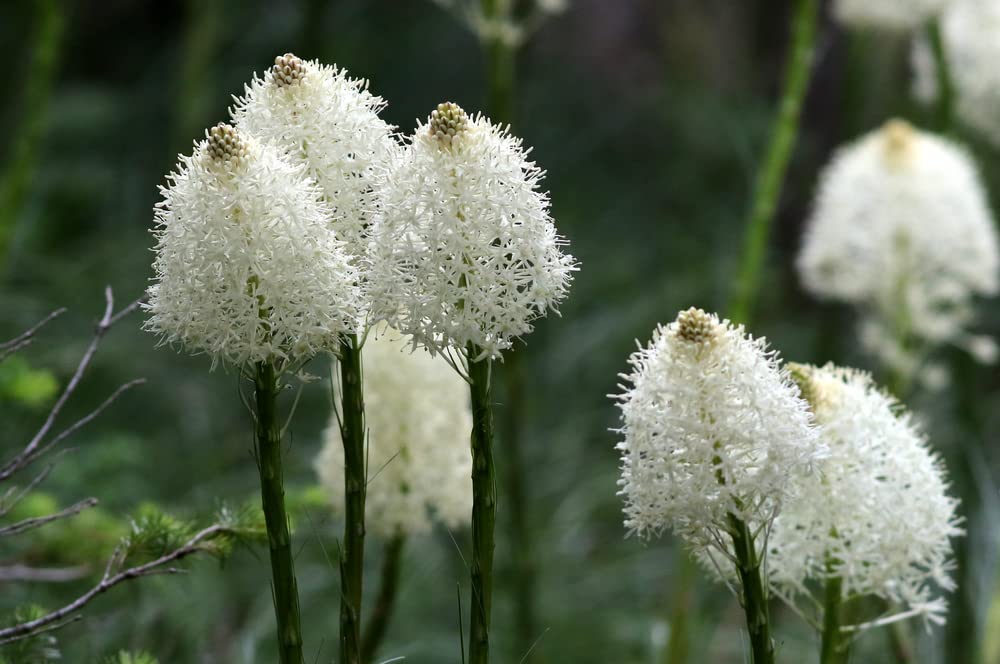 Boobie Grass Seeds for Planting (50 Seeds) - Exotic Flowering Grass Seeds